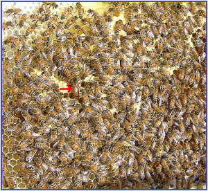 queen bee shown by red arrow http www bees online