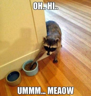 Funny Raccoon Stealing Cat Food Picture 0h hi... ummm. meaow