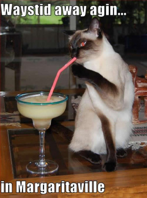 Funny cat picture; hilarious photo a Siamese Cat drinking a margarita ...