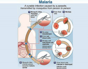 Malaria Drug Resistance