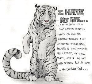 Hate My Life – White Tigers Are NOT Natural