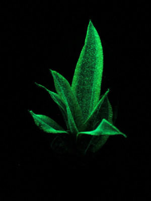 Glow in the Dark Plants