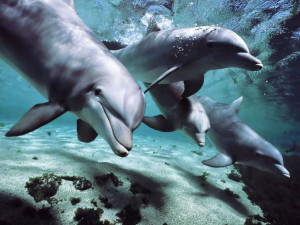 What does dolphins look like? – Find out here.