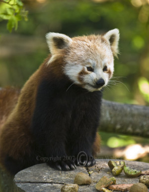 Red Panda Feeding Bamboo