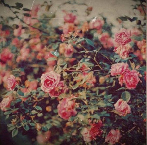 , quotes, cute, vintage, photography, boy, love, girl, flowers, quote ...