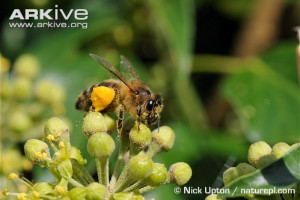 ... honey bee honey bee honey bee honey bee close up of a honeybee honey