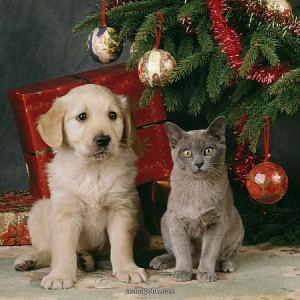 ... dog and cat in front dog cat christmas 640 jpg the cats and dogs whose