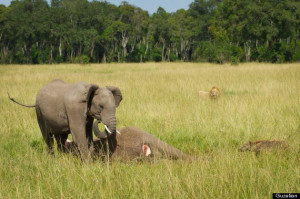 The little elephant remained with the corpse of her mother well into ...