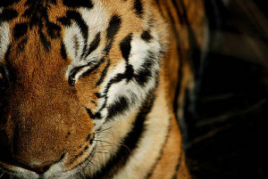 ... if applicable) : http://assets.wwfindia.org/img/bengal_tiger_25980.jpg