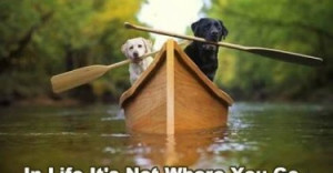 funny life labrador dogs on boat pic cute animal quotes pictures pics