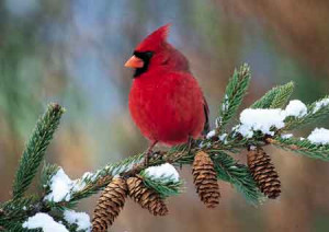 Cardinals In The Snow