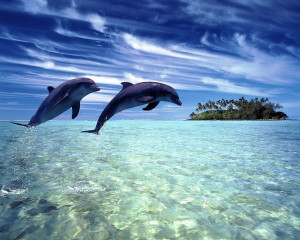 most beautiful high definition wallpaper of hawaii dolphin 1280x1024 ...