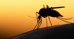 Vaccinated’ mosquitos released in Rio to combat dengue