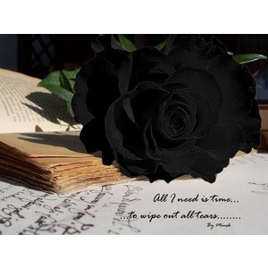 black rose with quote