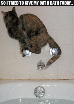 Funny cat avoiding bath time