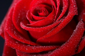 red rose flowers, rose wallpapers, wallpaper, pictures of rose, red ...