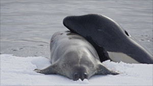 Figure 5: Exhausted Weddell seal (Leptonychotes weddellii) dragged ...