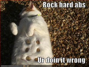 funny-pictures-your-cat-has-rock-hard-abs