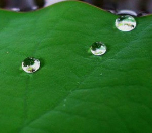 Life Is But A Dewdrop On The Lotus Leaf: 20 Quotes On Life