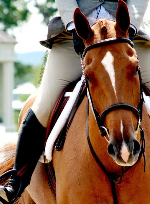 hunter jumper horse equine photo imagejump rider equestrian show ...