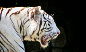 We didn't know there was such a thing as white tigers. Roy had a dream