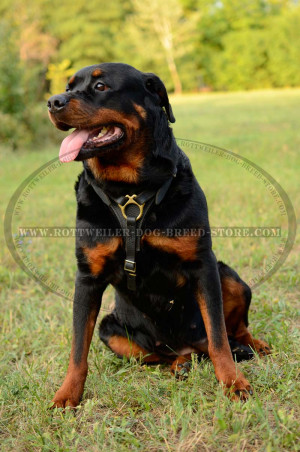 Rottweiler-Leather-Tracking-Handmade-Stylish-Dog-Dog-harness-big.jpg