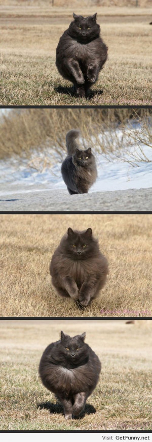 ... cat pictures - Funny Pictures, Funny Quotes, Funny Memes, Funny Pics