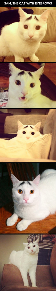 The cat with eyebrows