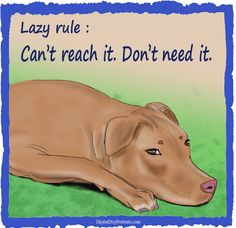 ... to obey the rules! #pitbull #funny #quote #friday #lazy #laziness More