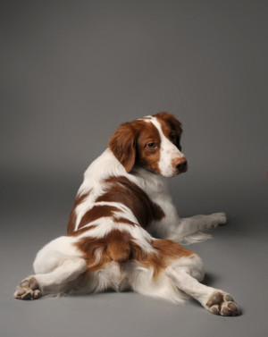 Brittany Spaniel Dog 7 238x300 Brittany Spaniel Dog Breed Lively