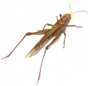 Master grasshopper from PANAMA (CPC403)