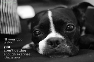 If Your Dog Is Fat, You Aren’t Getting Enough Exercies