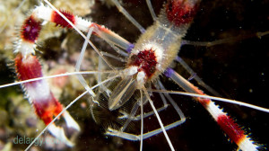 Banded Coral Shrimp on the wreck at night. I was using my UCL-165M67 ...