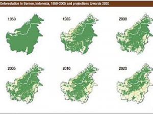 20100506-deforestation-indonesia.jpg.400x300_q90_crop-smart.jpg