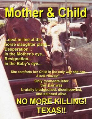 SAY NO TO ALL HORSE SLAUGHTER!!