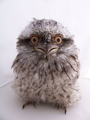 Frogmouth OwlGreat Gray Owls, Frogmouth Owls, Baby Owls, Night Owls ...