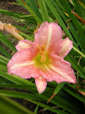 Daylily Pictures