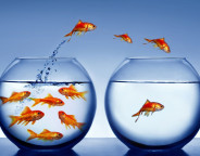 This image shows fish jumping out of their home bowl into another ...