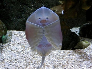 Silly little stingray. You’re not a CUDDLEfish!