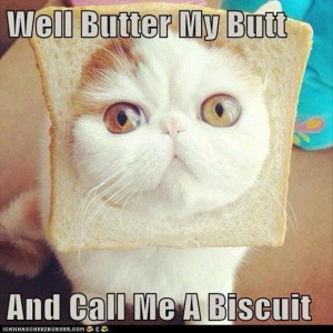 funny cat with bread on his head, funny quotes, well butter my butt