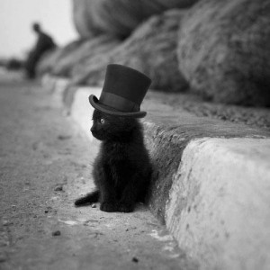 black, cat, cat with hat, cute, love, pretty, quote, quotes