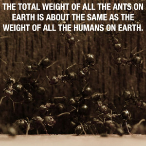ants, quotes