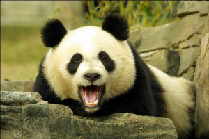 Mei Xiang, the National Zoo's female great panda, yawning