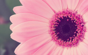 Pink Gerbera Daisy Wallpaper 1920X1200