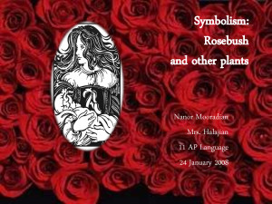 Scarlet Letter Symbolism Rose Bush