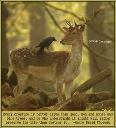 General quotes and pictures about animal suffering and human stupidity ...