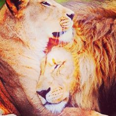 Every king needs his queen. LOVE.
