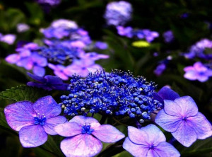 Purple hydrangeas via www.Facebook.com/PurpleIsWho