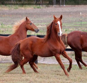 Chestnut Saddlebred Venomxbaby