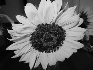 Black And White Sunflower...